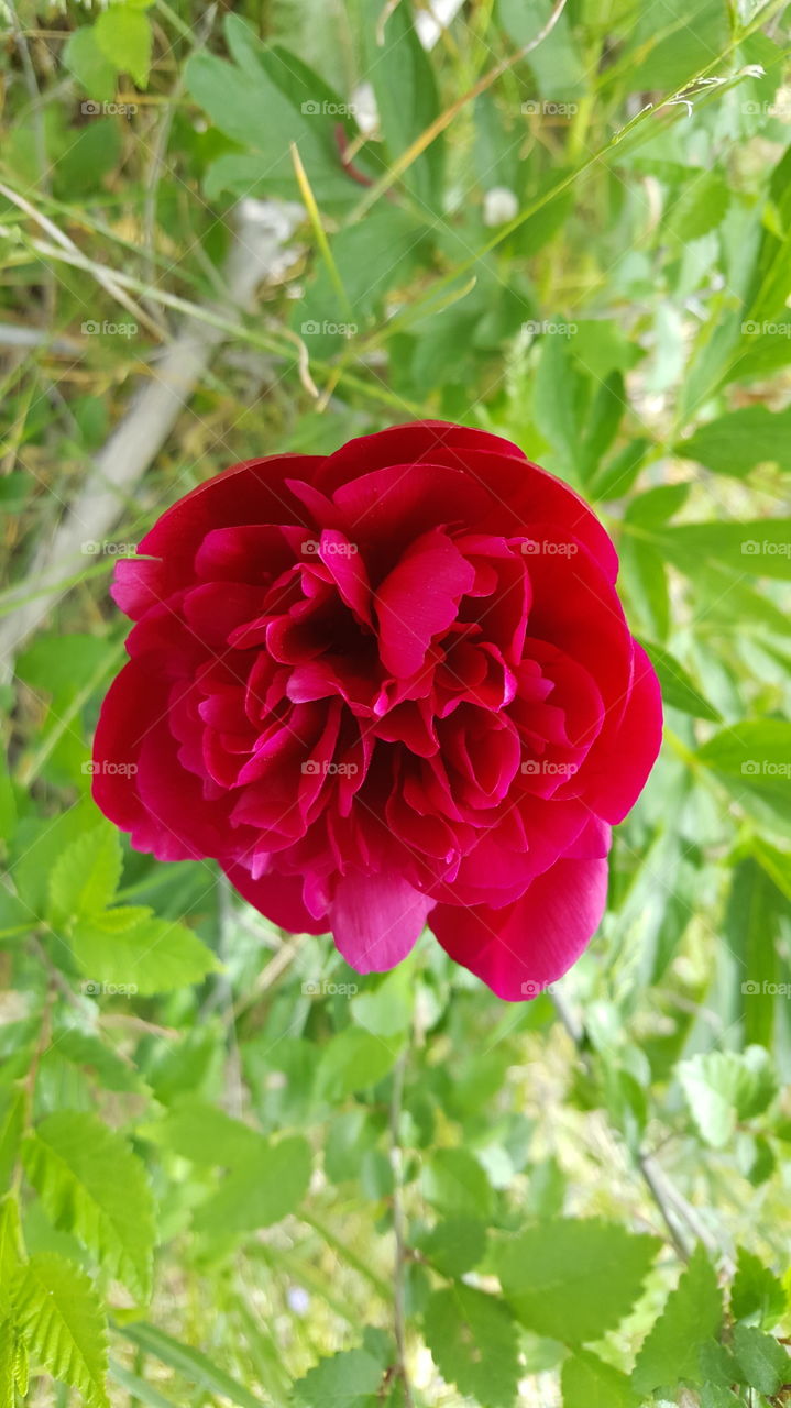 peony