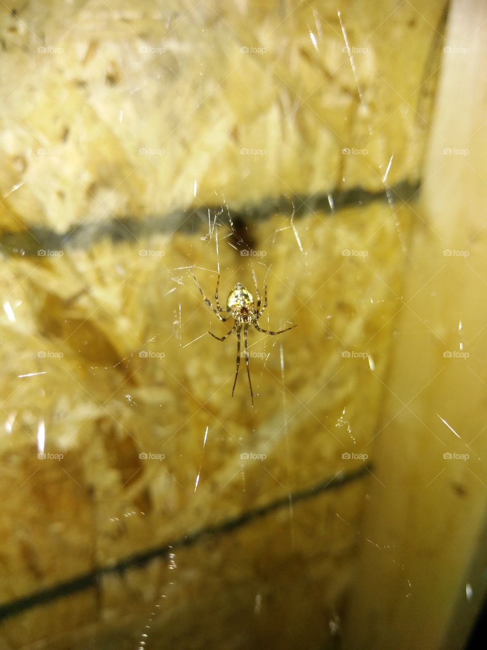 spider In shed
