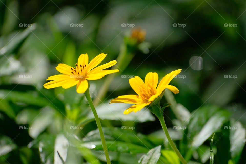 yellow flower