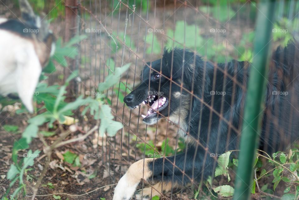 Angry at the Fence