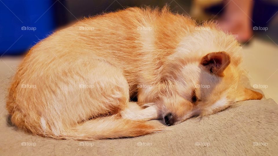 Sleeping dog