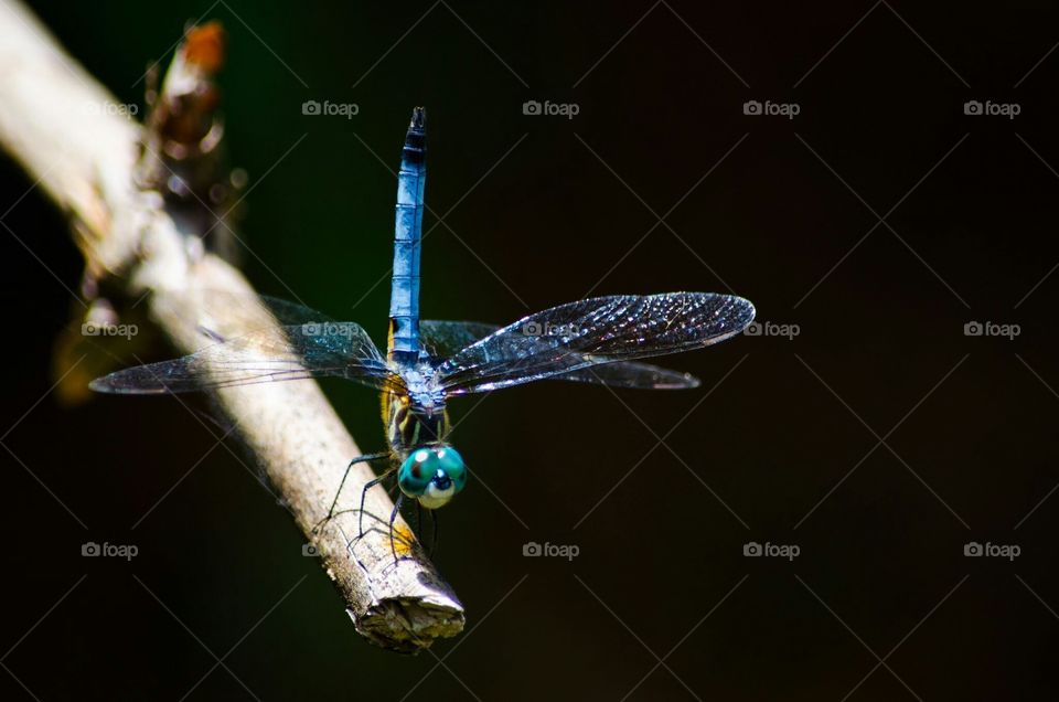 dragonfly closeup