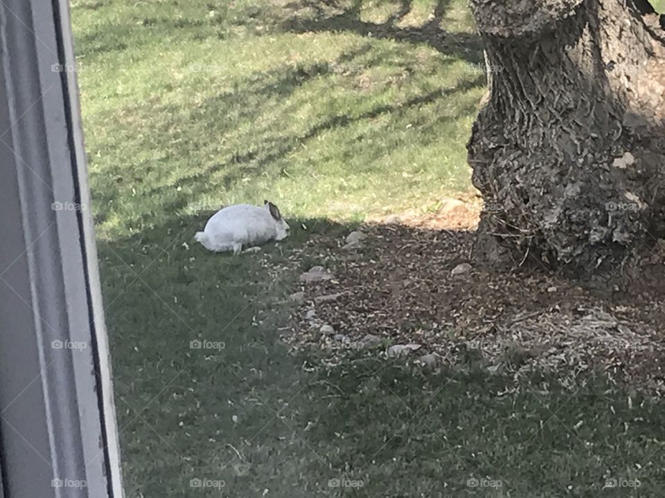 A snowshoe hare is outside.