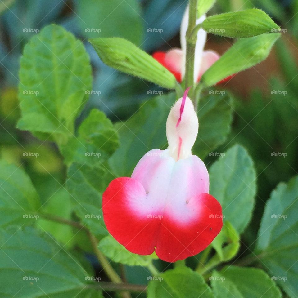 Hot Lips blackcurrant sage