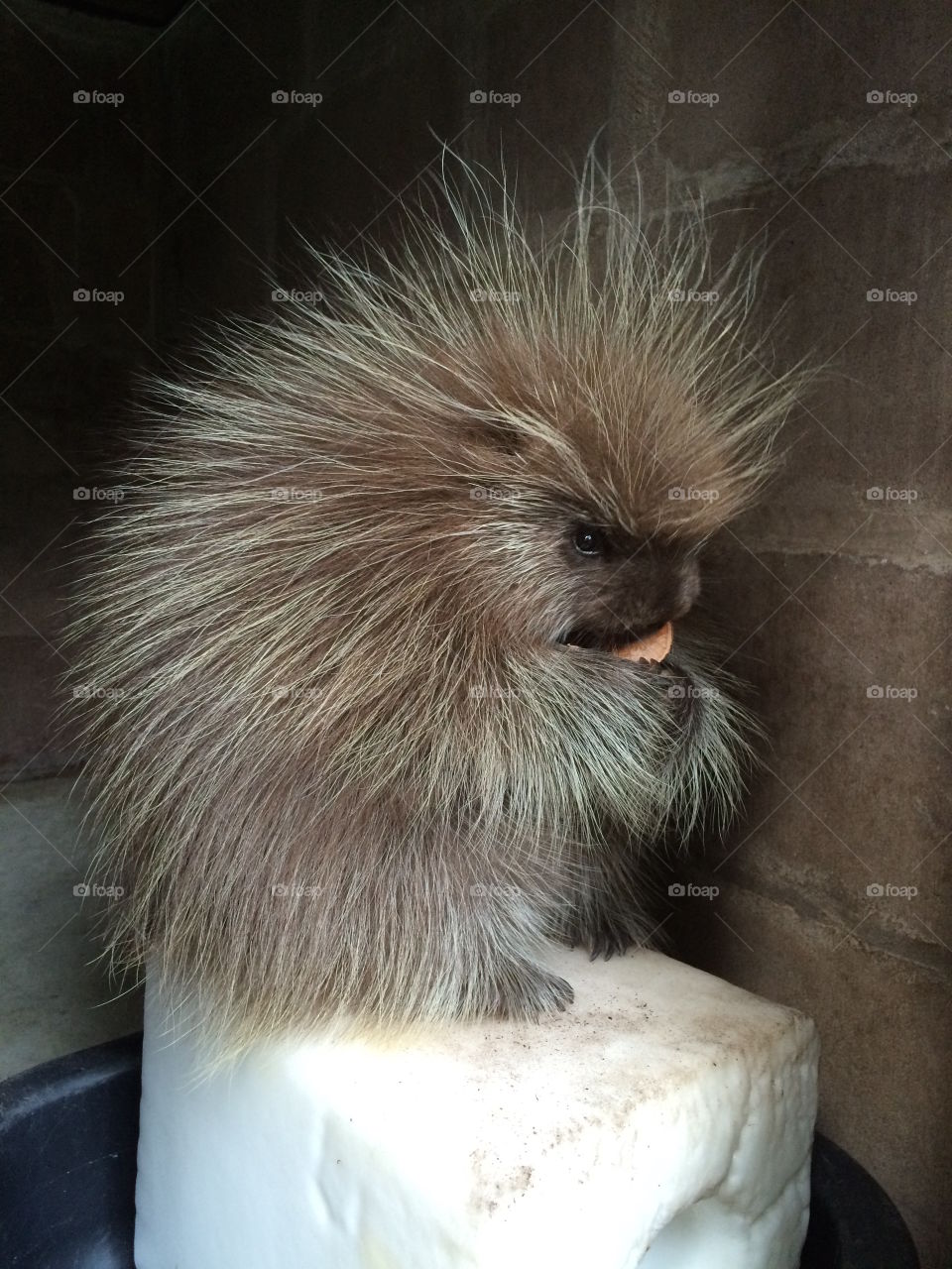 Baby North American porcupine - Turtle Back Zoo