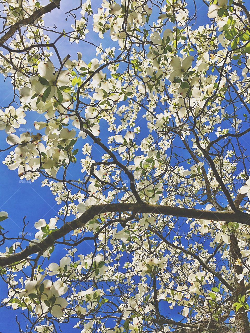 Low angle view of white flowers against sky