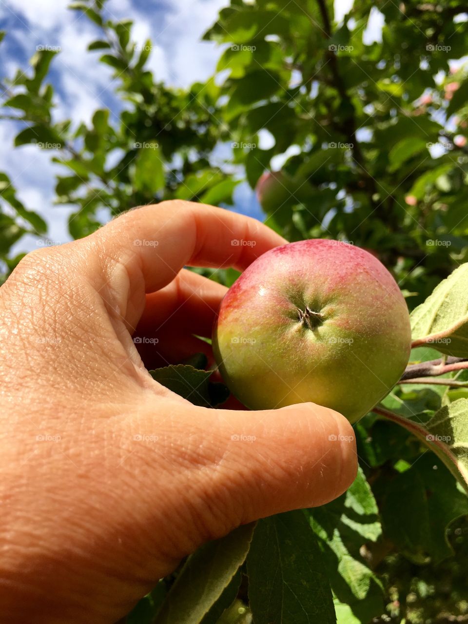 Apples ready for pick up