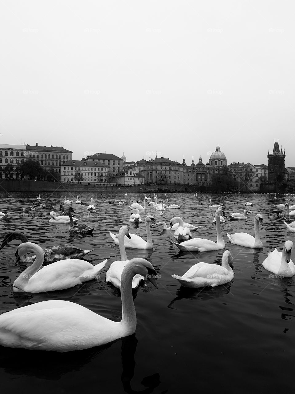 swans on the river