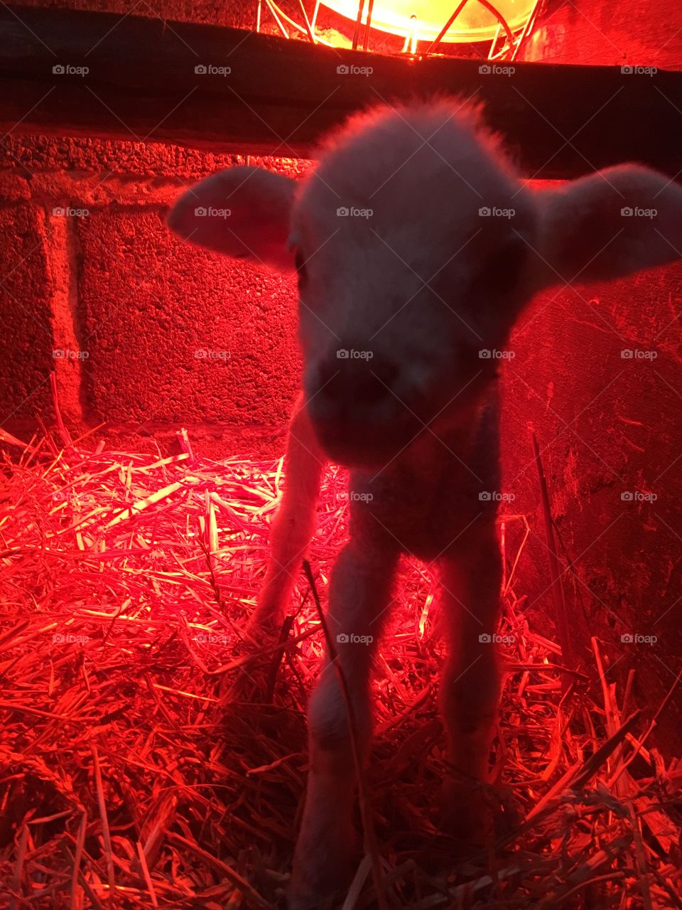 New born lamb warming under infra red lamp