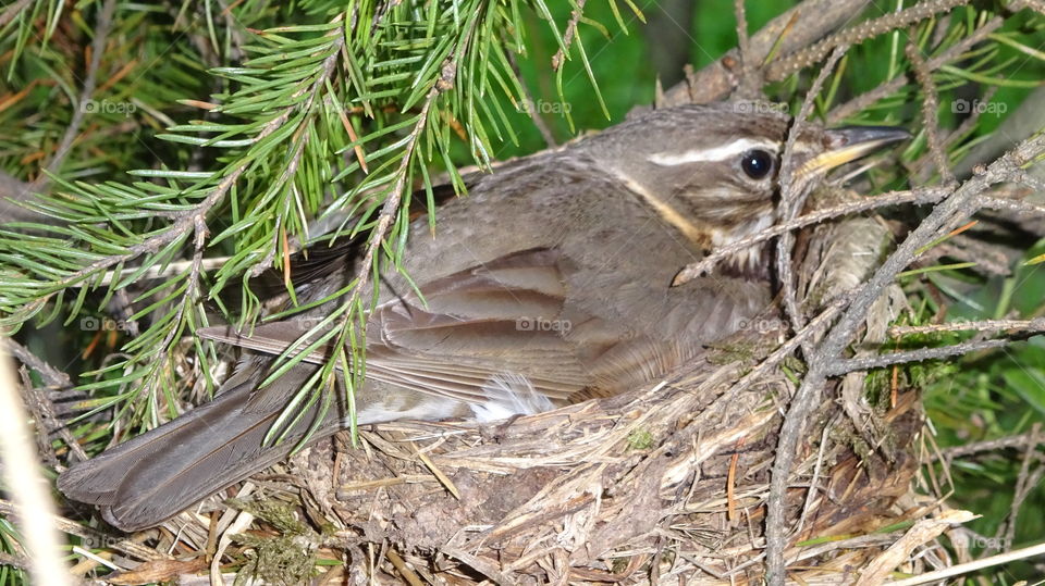 bird in the nest in the Urals in Russia