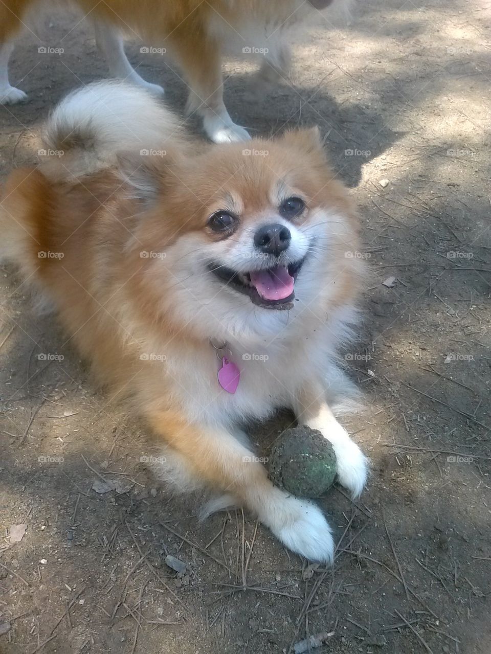 Happiness is a Tennis Ball