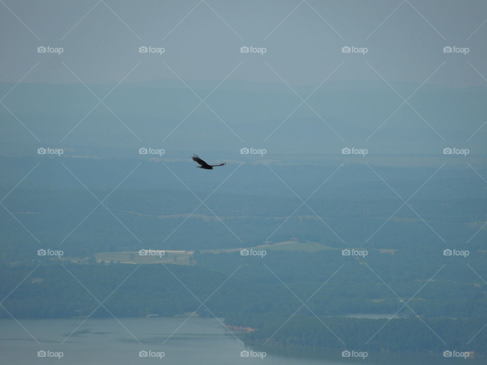 Bird, Sky, Flight, Airplane, No Person