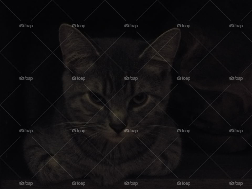 dark kitten