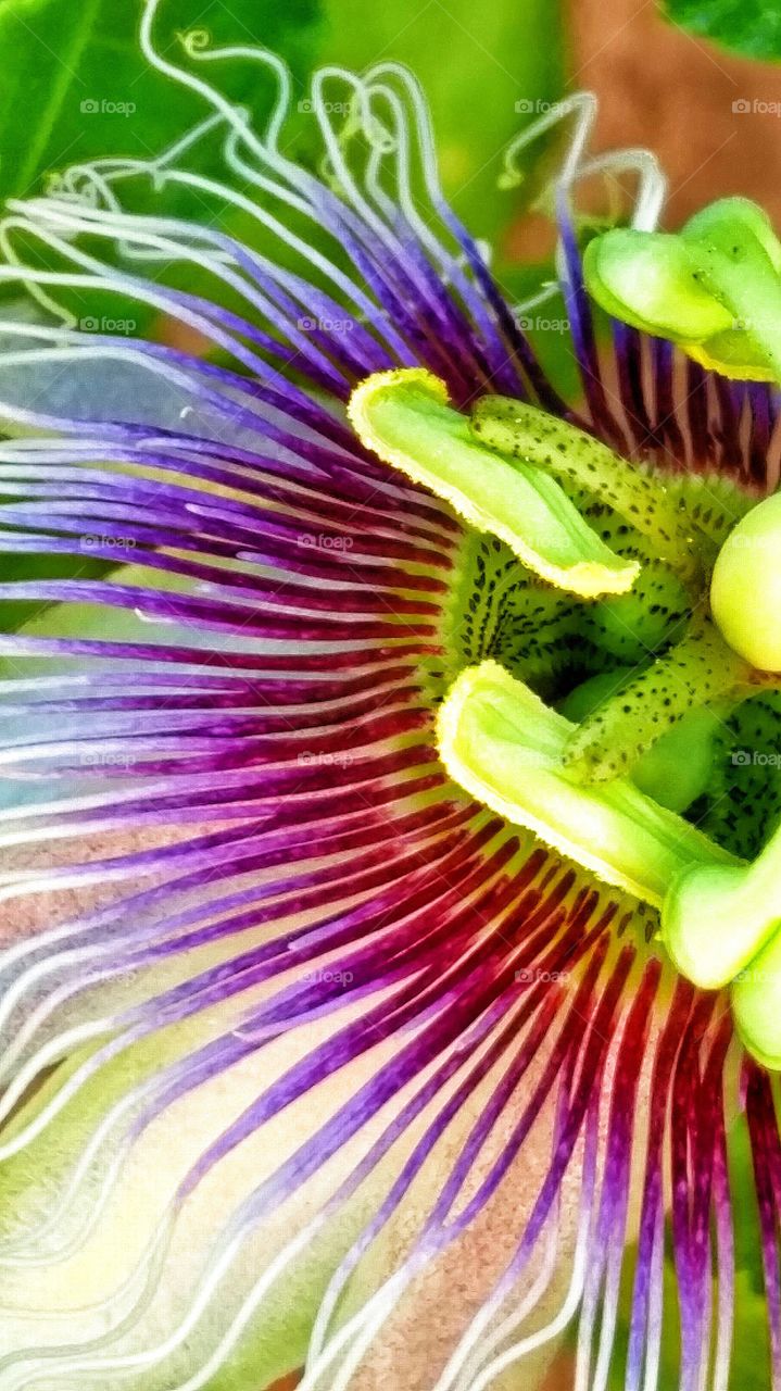 Peaceful Summer Passion Flower. Summer passion flowers in the garden.