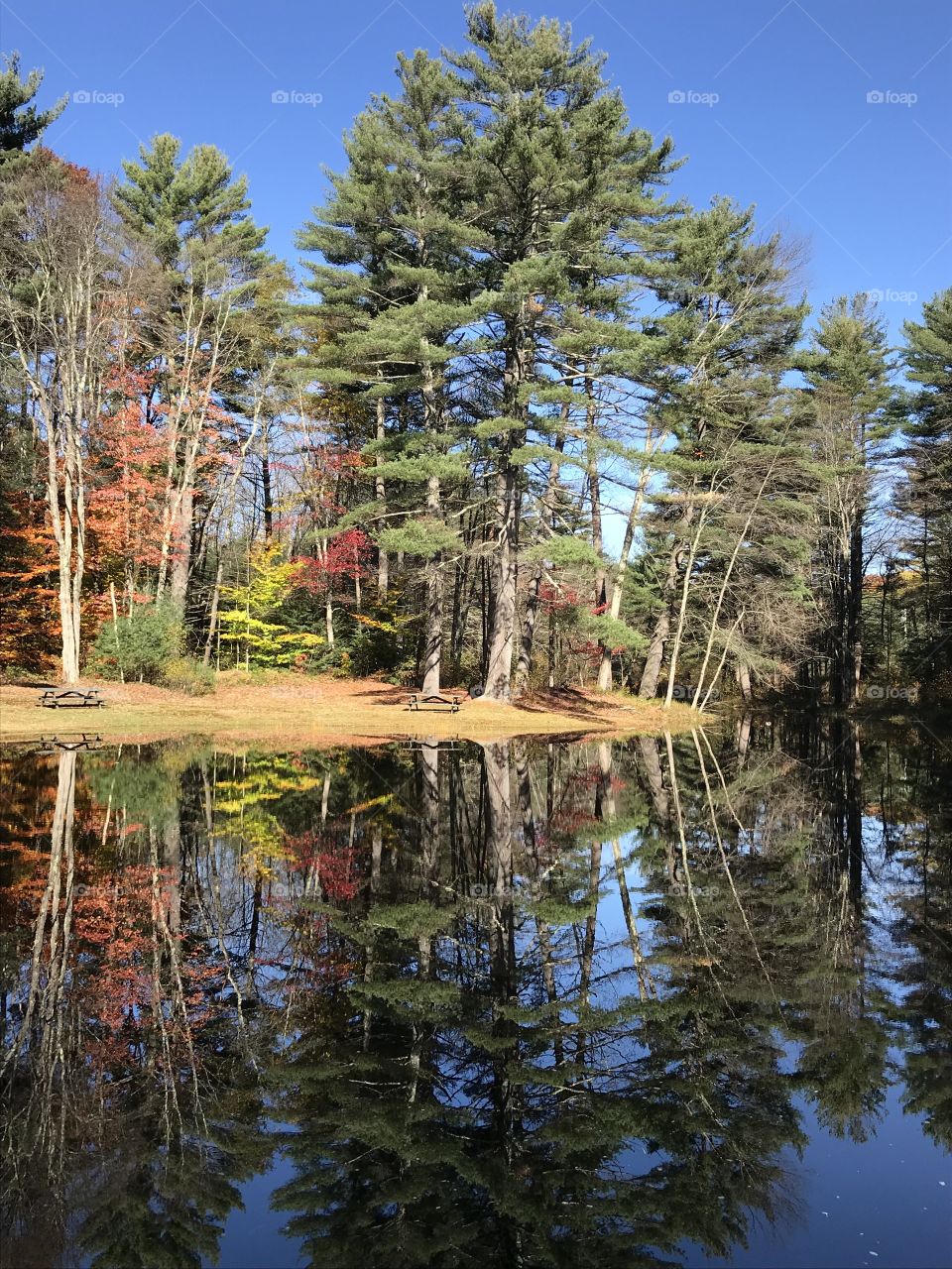 Pond Reflectuon