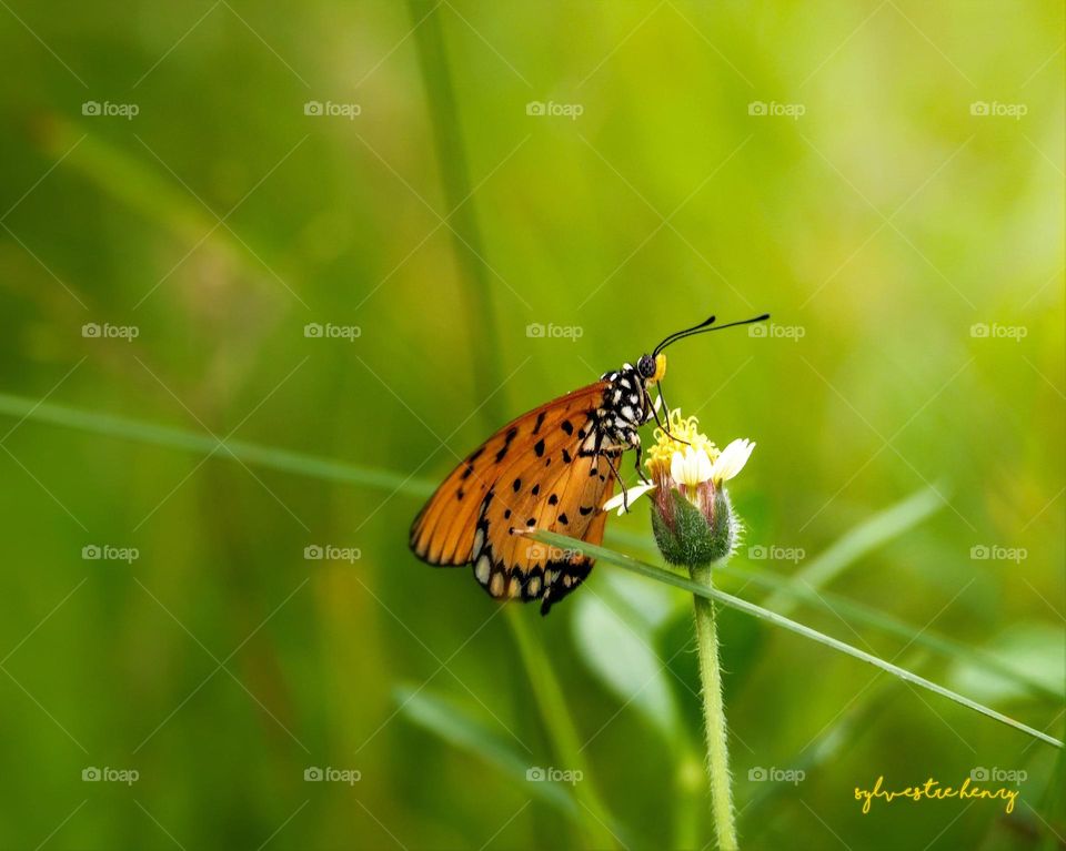 buterfly