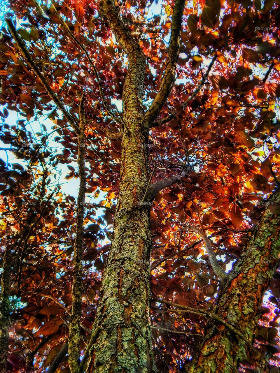 early fall tree with orange and red leaves under tree looking up pov