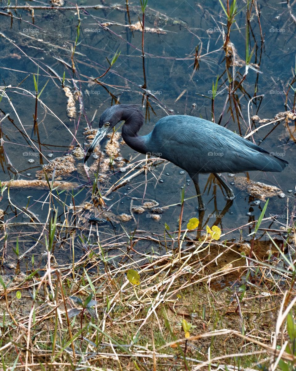 Little Blue Heron . A Little Blue Heron hints at the edge of the water.