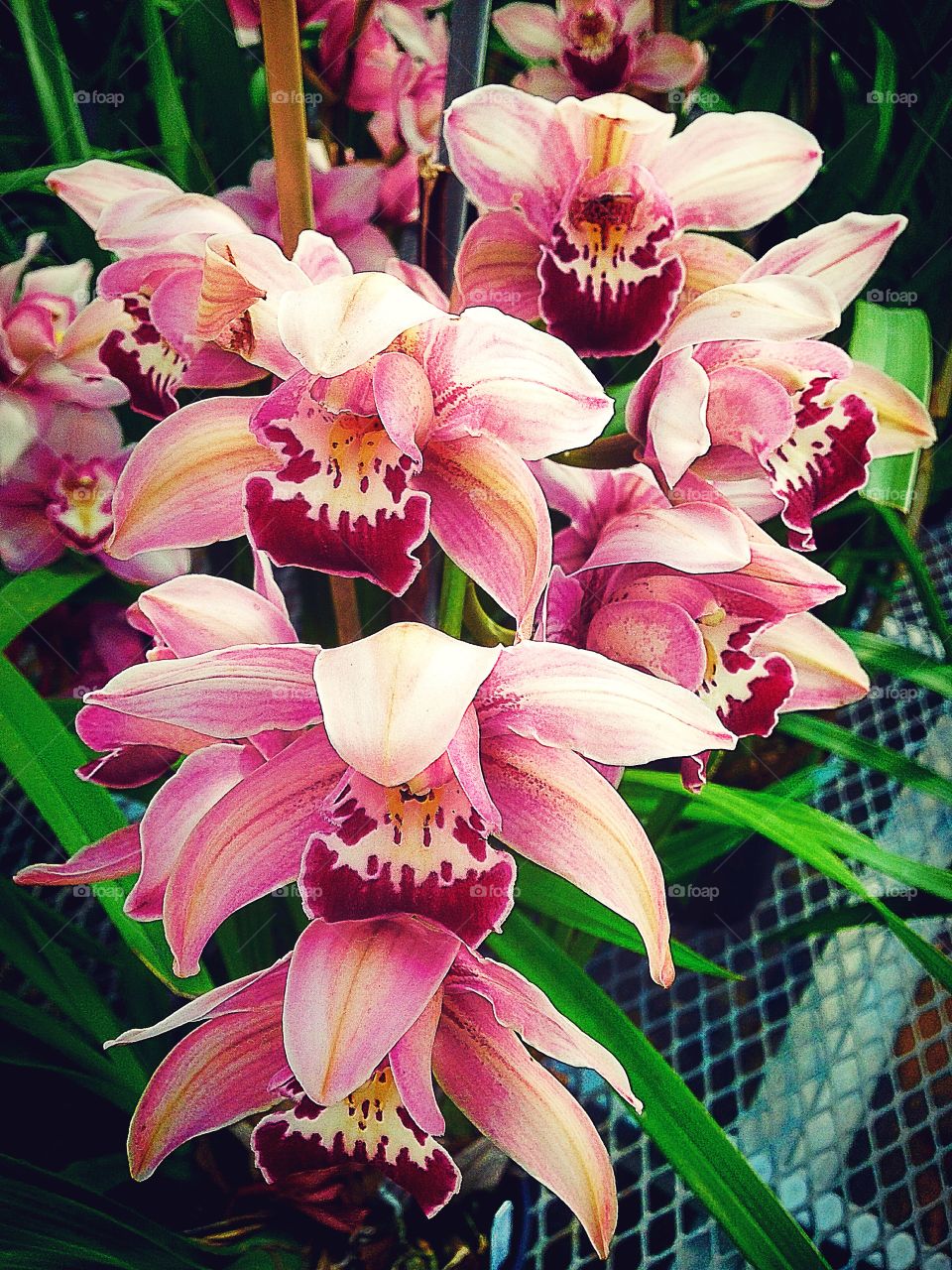 Orchids 