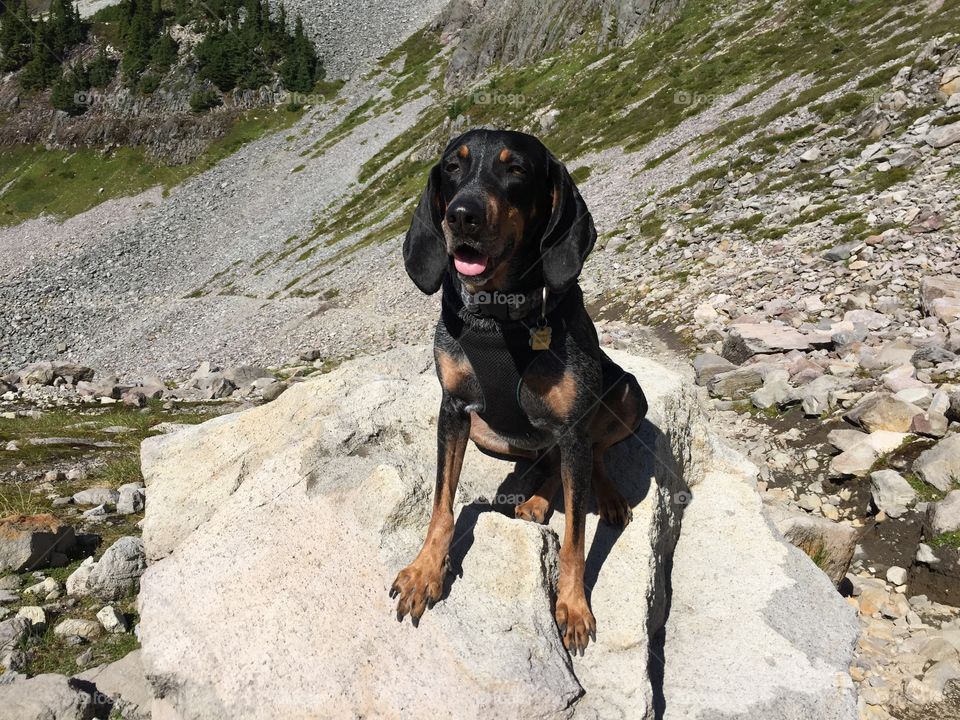 Hound sitting on rock