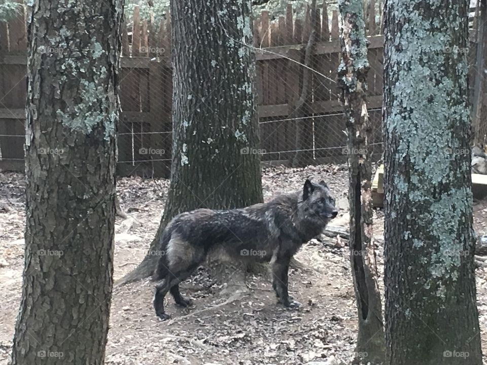 Gray wolf
