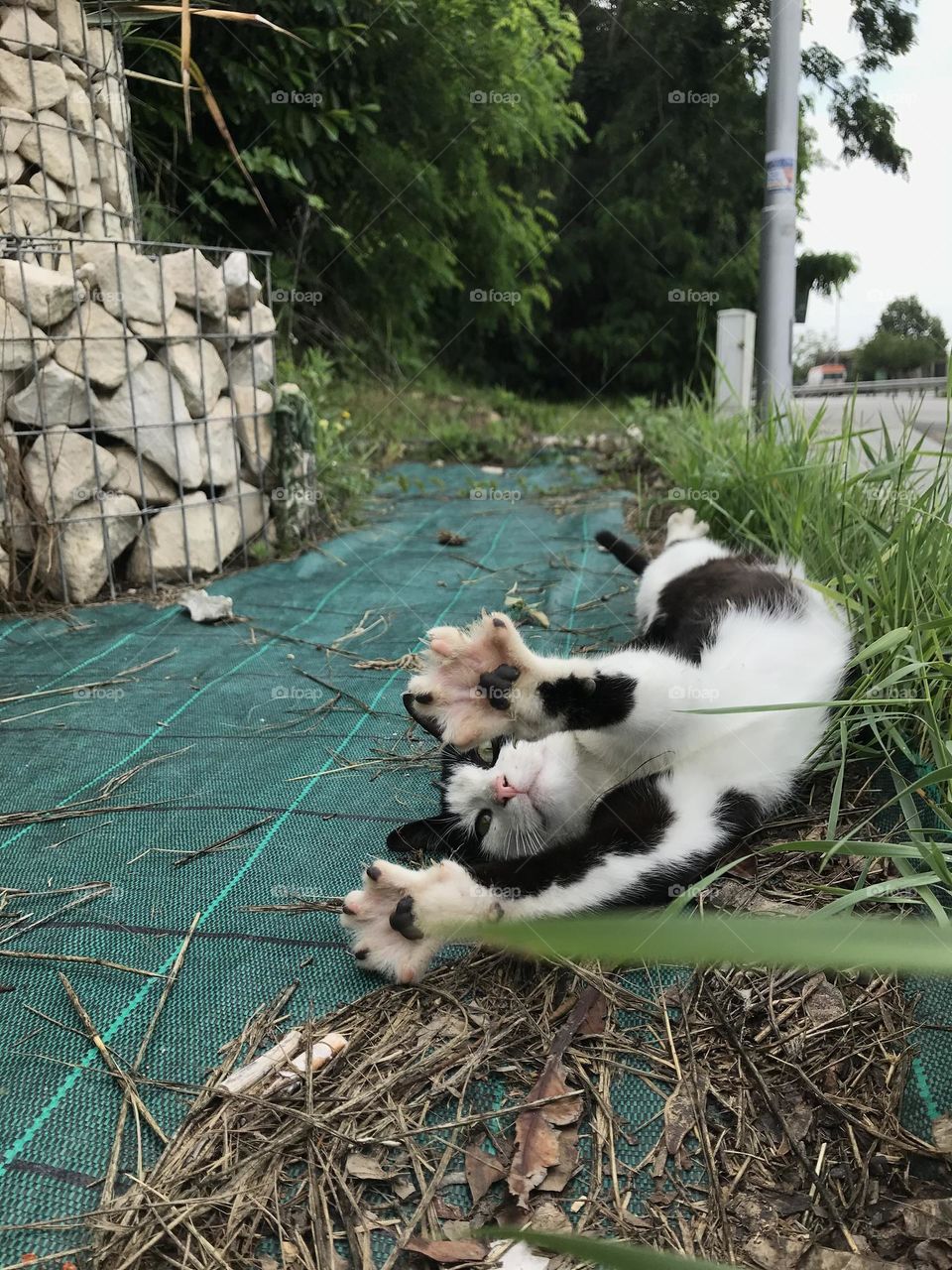 The cat from Atlantis