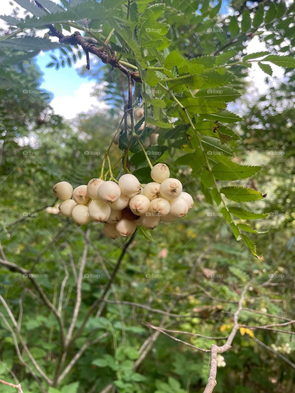 White rowan