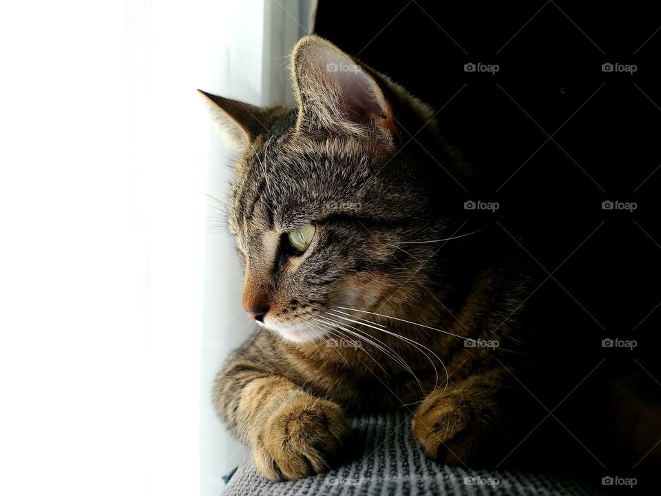 cat sitting on gray couch facing sheer white window curtains with day light through the window and darkness on the other.