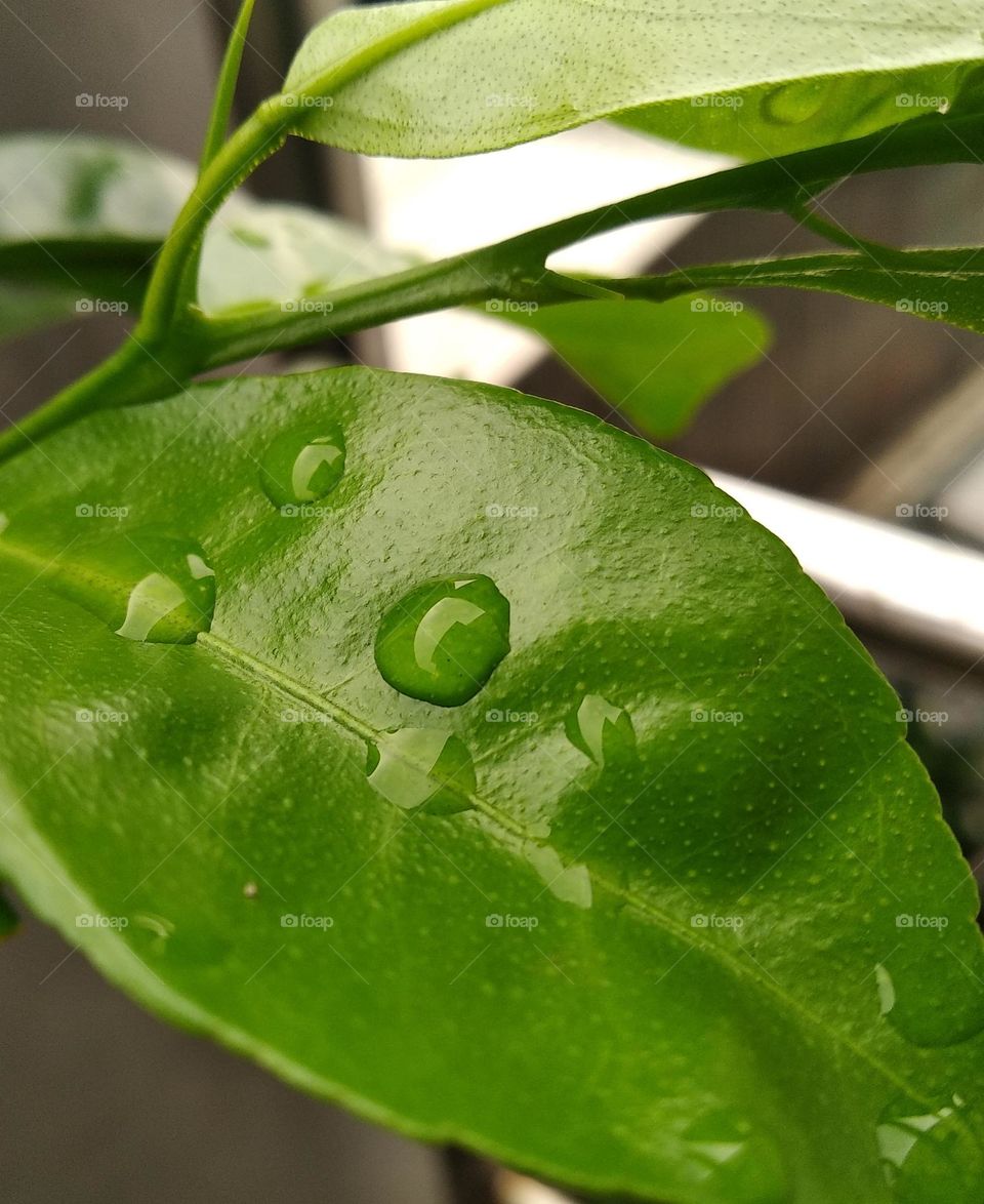 water clumps on green leaf