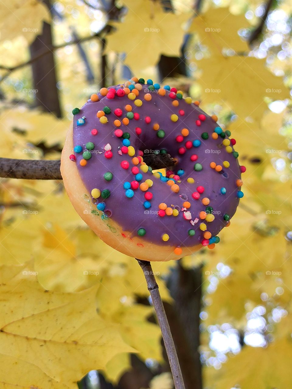 Multicolored donut on a tree branch.  In the background yellow maple leaves.  Autumn