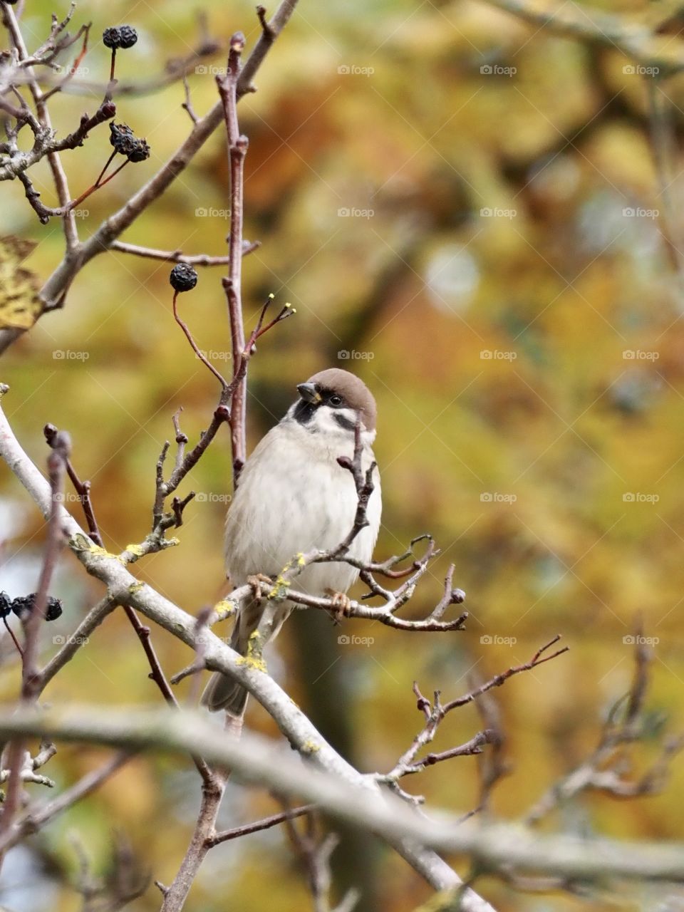Little sparrow on the branch