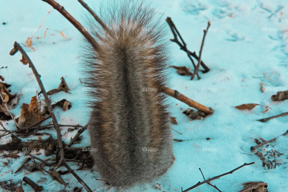 Adorable squirrel who loves to be photographed