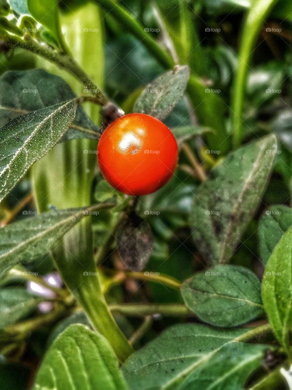 photos of wild plants