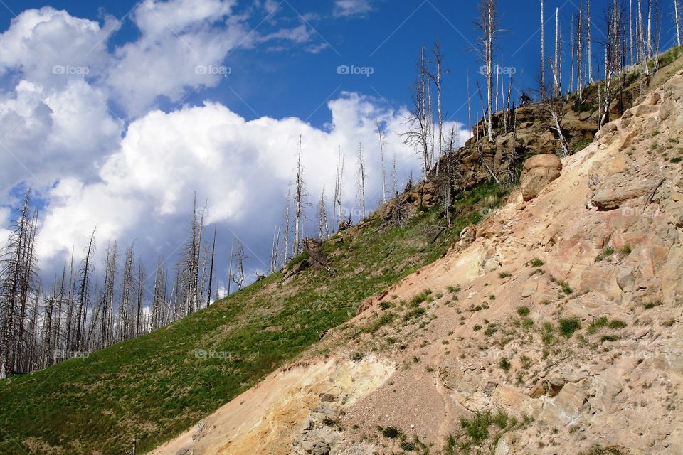 Fire scarred hillside in Yellowstone National Park