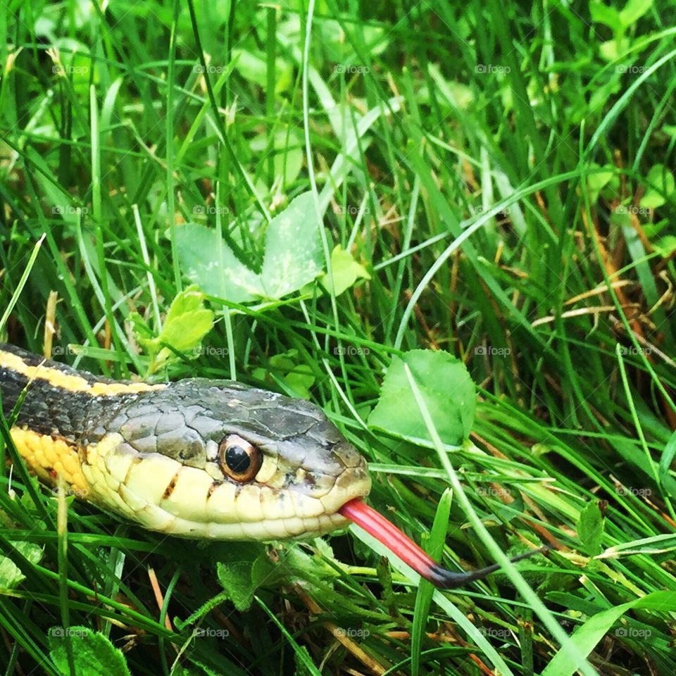 Nature, Snake, Reptile, Animal, Outdoors