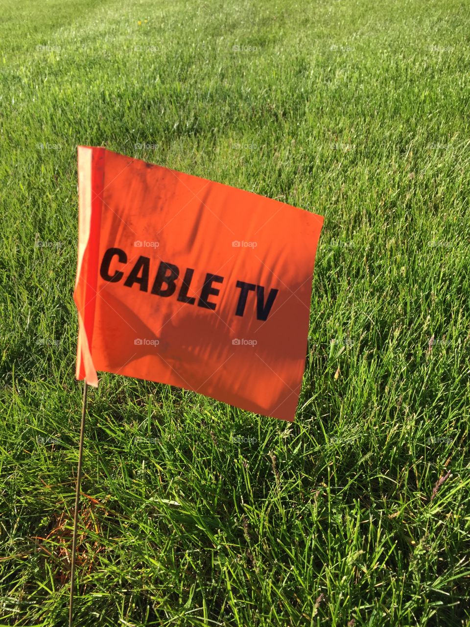 Small flags mark the underground cable tv line in the lawn of an office building 