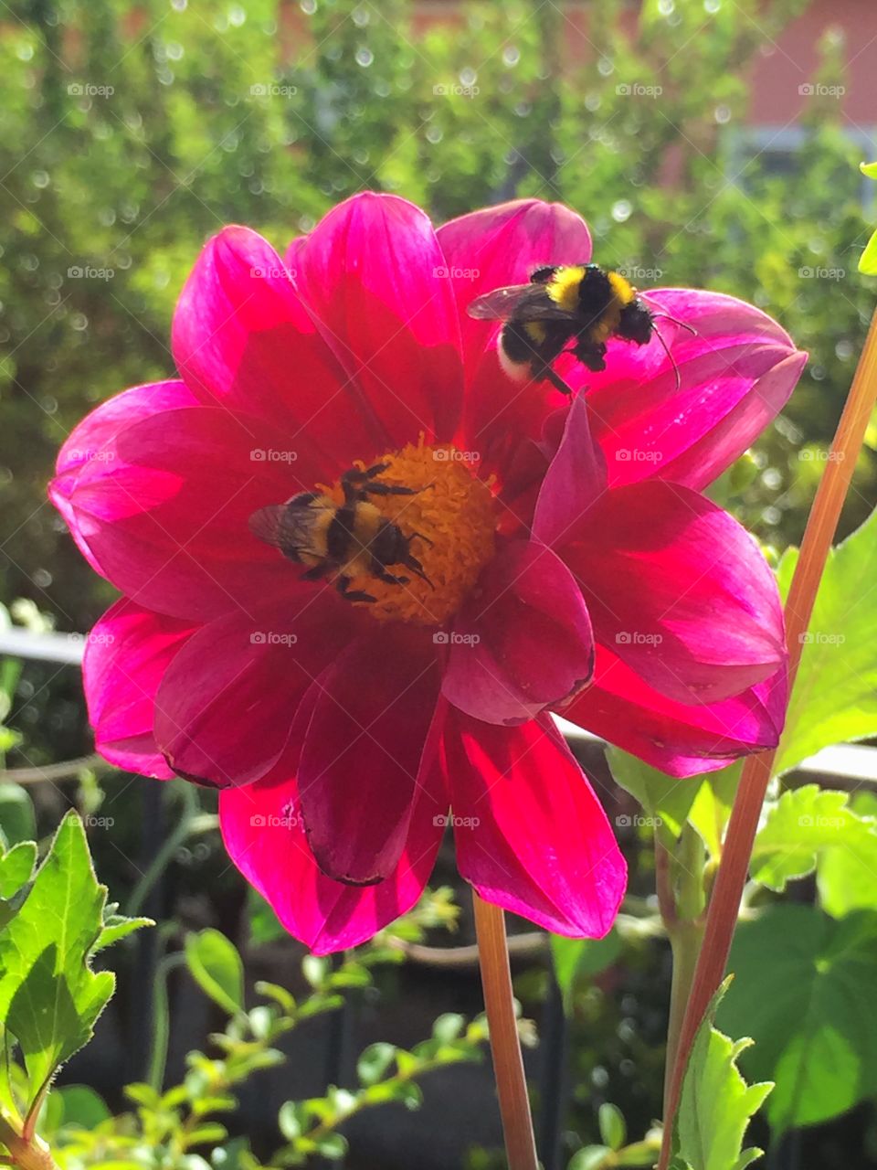 Insects with a lot of hungry. Full of nectar to eat over a big flower in my terrace