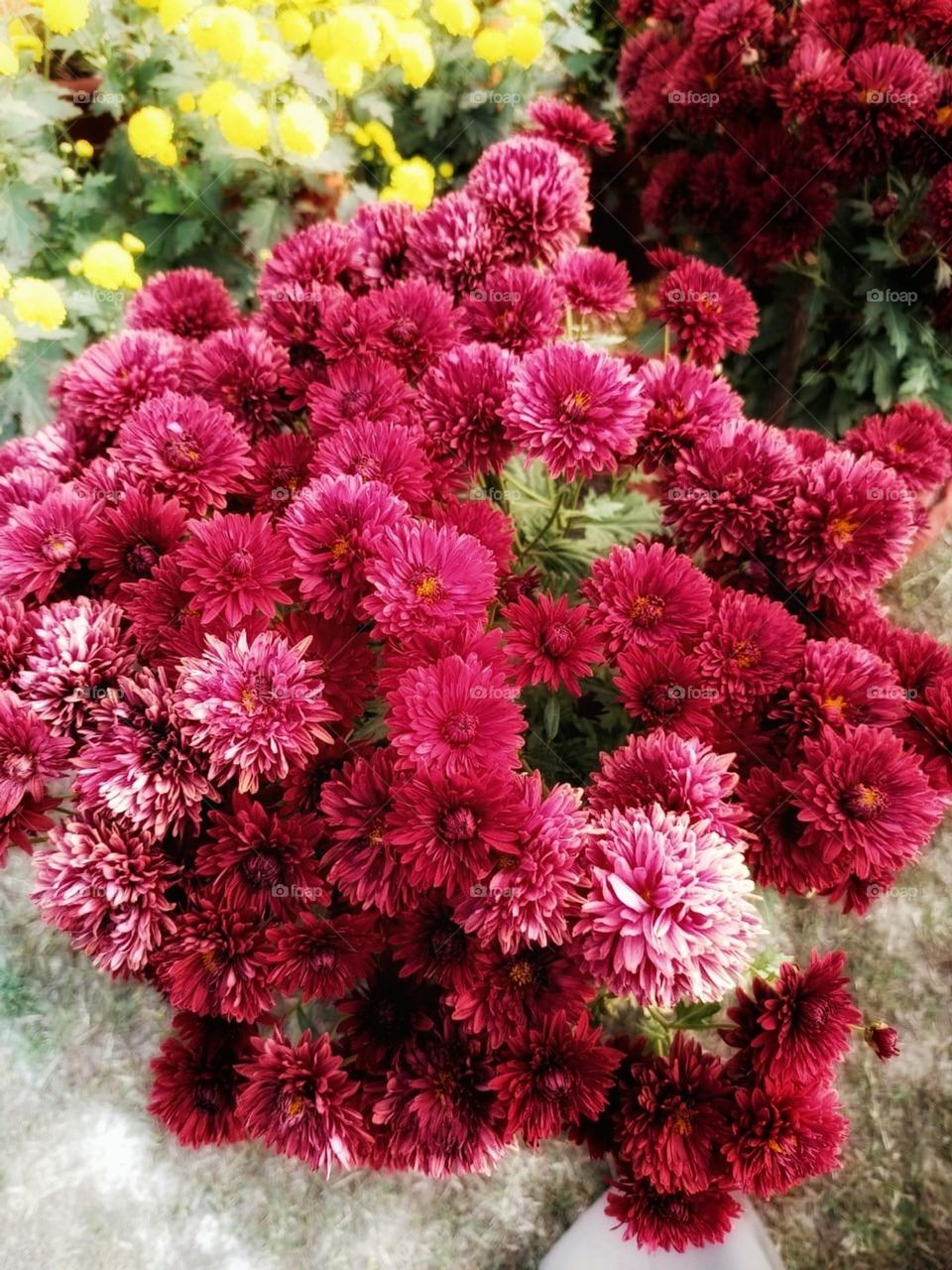 The field with red flowers and many green leaves is like a burst of color in nature! It's so refreshing to see such a lively and vibrant scene. ๐บ๐ฟ