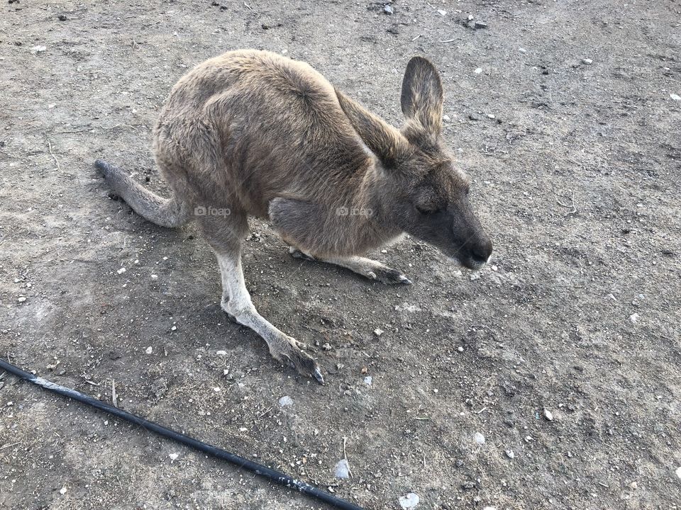 Kangaroo one hand 