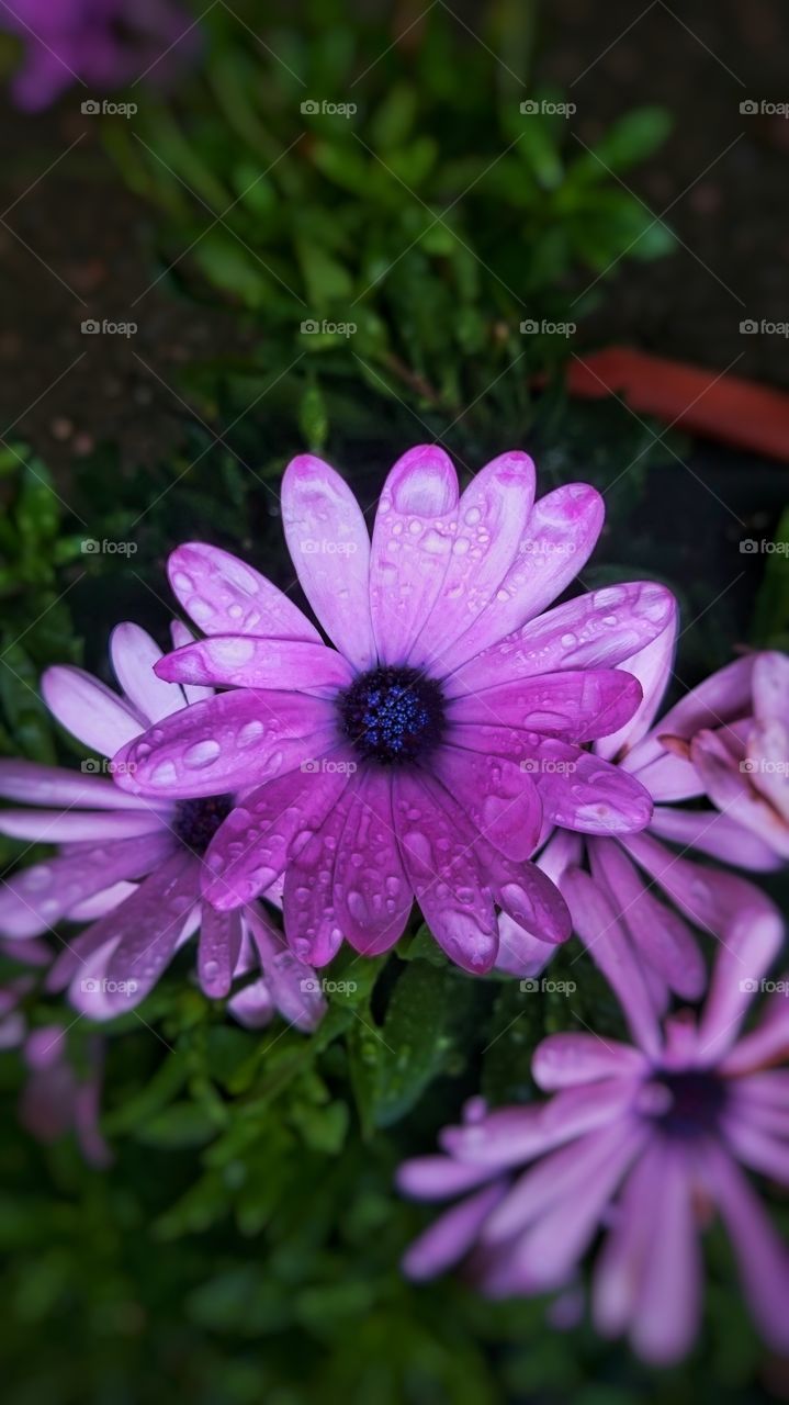 Water drop on flower