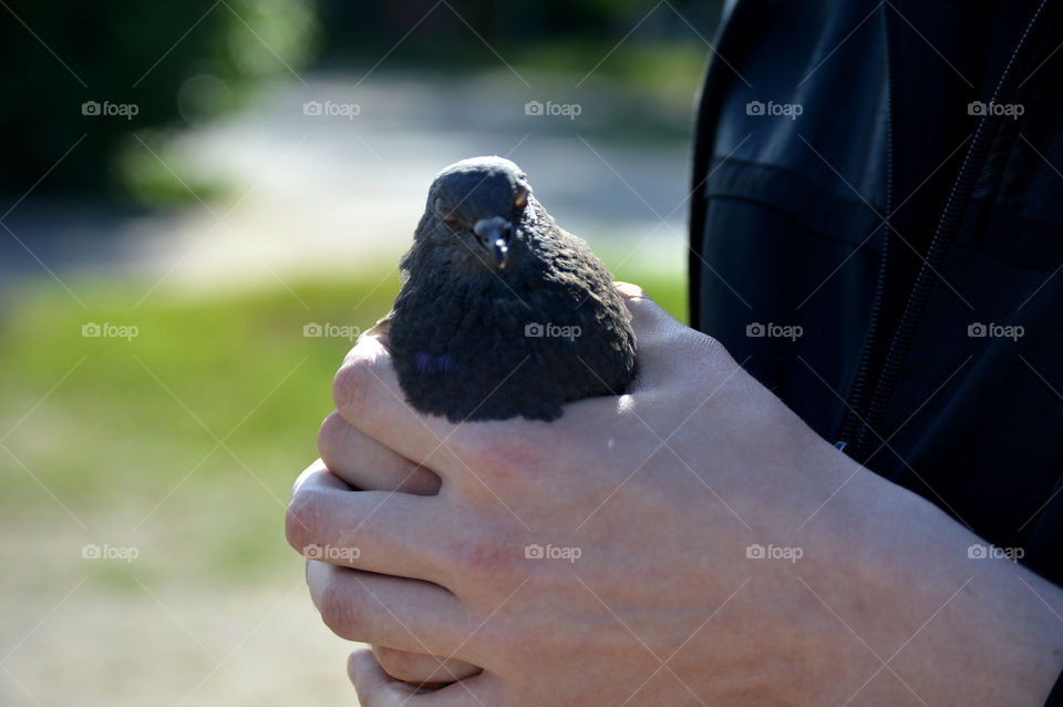 Pigeon in hands