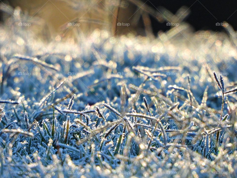 Surprise frost in Florida  (Golf Course) - Notice a coating of ice crystals, formed by moisture in the air overnight, among other things. This ice usually forms as white ice crystals or frozen dew drops on the grounds surface