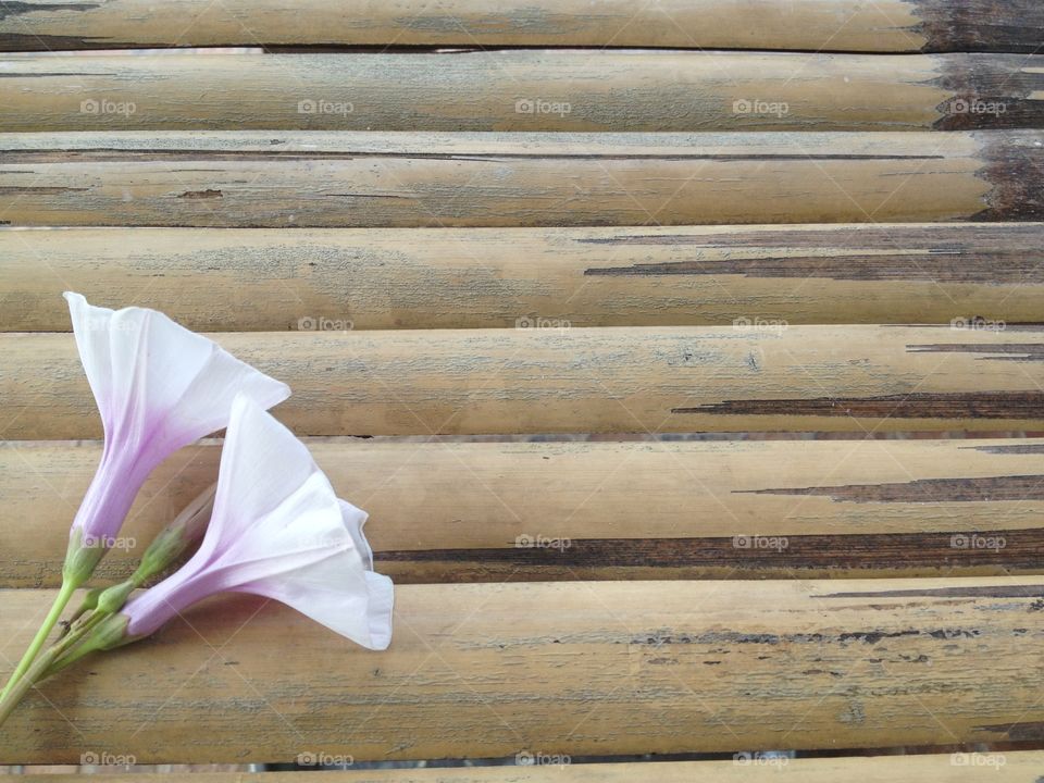 Morning glory flower on bamboo background.