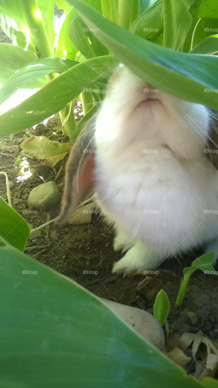 lunch time in the garden for bunny.