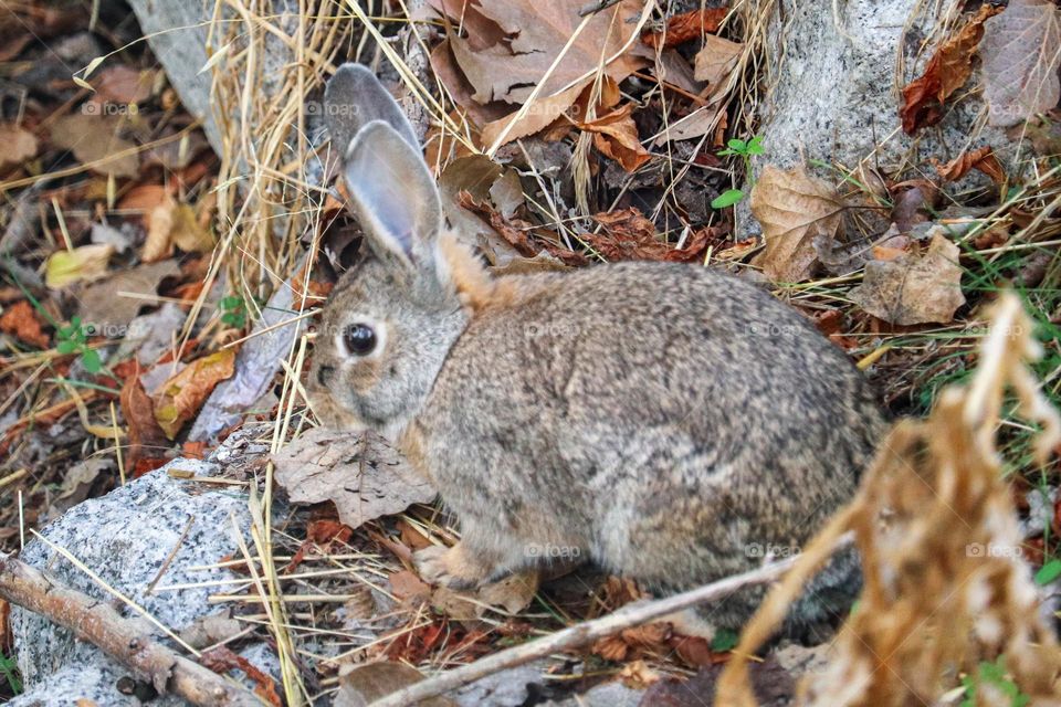 A wild rabbit in a wooded part of the city of Madrid