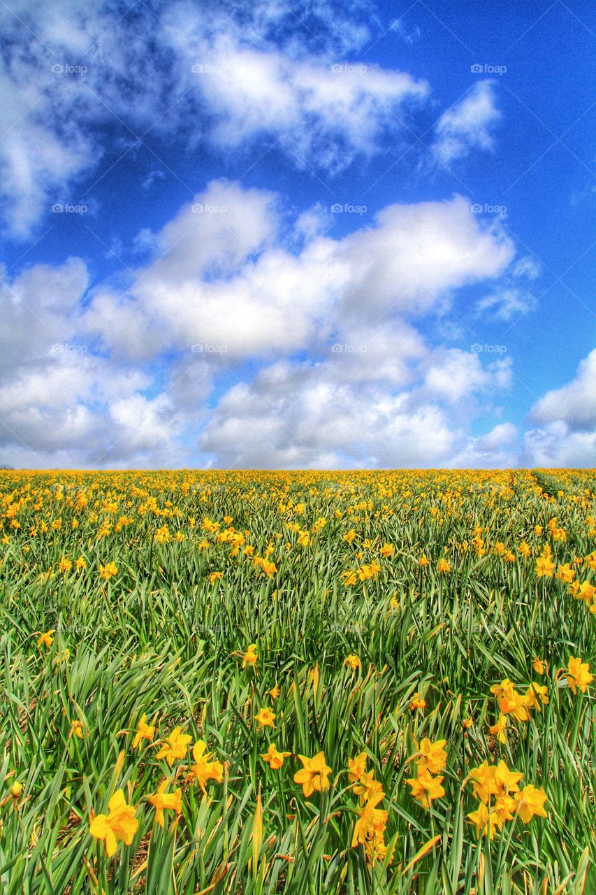 Daffodil Field. A field of daffodils under a blue sky with fluffy white clouds above.
