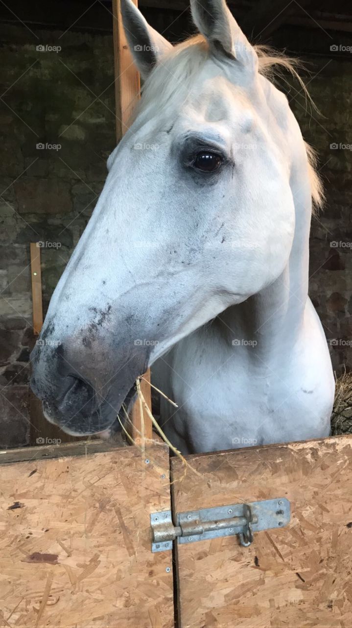 Gorgeous horse