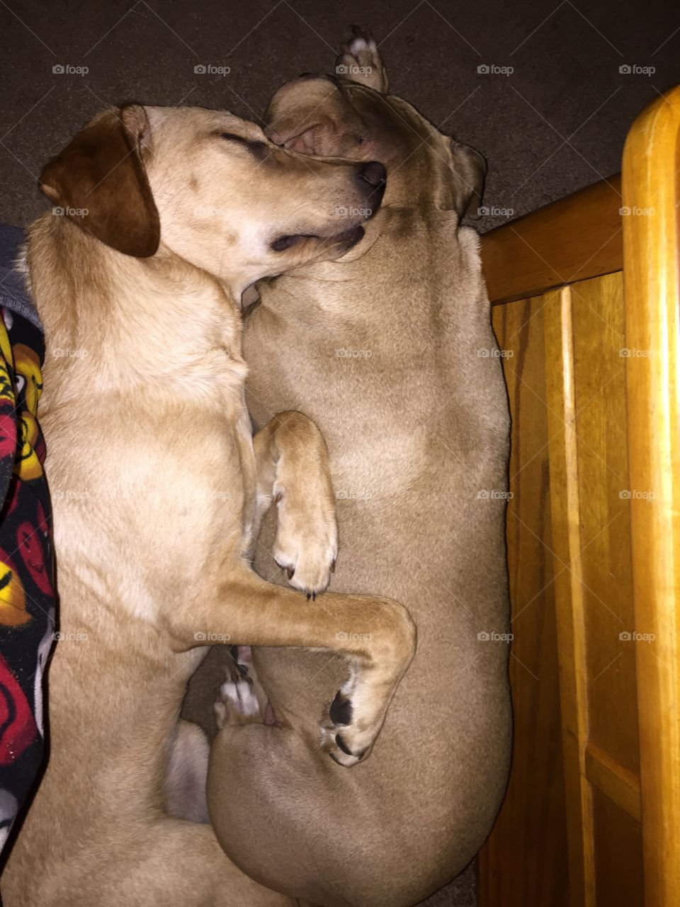 Smooches between couch and table