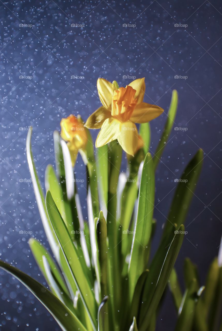 Yellow flowers narcissus 