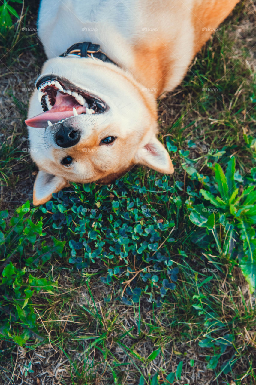 Close-up of lying down on grass